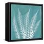 Teal Fern Xray-Albert Koetsier-Framed Stretched Canvas