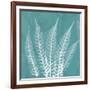 Teal Fern Xray-Albert Koetsier-Framed Premium Giclee Print