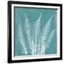 Teal Fern Xray-Albert Koetsier-Framed Premium Giclee Print