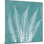 Teal Fern Xray-Albert Koetsier-Mounted Premium Giclee Print