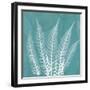 Teal Fern Xray-Albert Koetsier-Framed Art Print