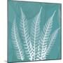 Teal Fern Xray-Albert Koetsier-Mounted Art Print