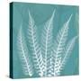 Teal Fern Xray-Albert Koetsier-Stretched Canvas