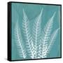 Teal Fern Xray-Albert Koetsier-Framed Stretched Canvas