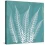 Teal Fern Xray-Albert Koetsier-Stretched Canvas