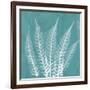 Teal Fern Xray-Albert Koetsier-Framed Art Print