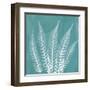 Teal Fern Xray-Albert Koetsier-Framed Art Print