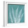 Teal Fern Xray-Albert Koetsier-Framed Art Print