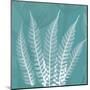 Teal Fern Xray-Albert Koetsier-Mounted Art Print