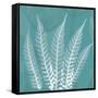 Teal Fern Xray-Albert Koetsier-Framed Stretched Canvas