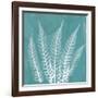 Teal Fern Xray-Albert Koetsier-Framed Art Print