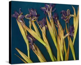 Teal Garden Irises-null-Stretched Canvas