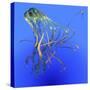 Teal Jellyfish Illustration-Stocktrek Images-Stretched Canvas