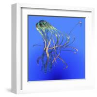 Teal Jellyfish Illustration-Stocktrek Images-Framed Art Print