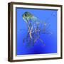 Teal Jellyfish Illustration-Stocktrek Images-Framed Art Print