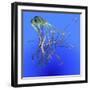Teal Jellyfish Illustration-Stocktrek Images-Framed Art Print