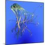 Teal Jellyfish Illustration-Stocktrek Images-Mounted Art Print