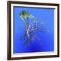 Teal Jellyfish Illustration-Stocktrek Images-Framed Art Print