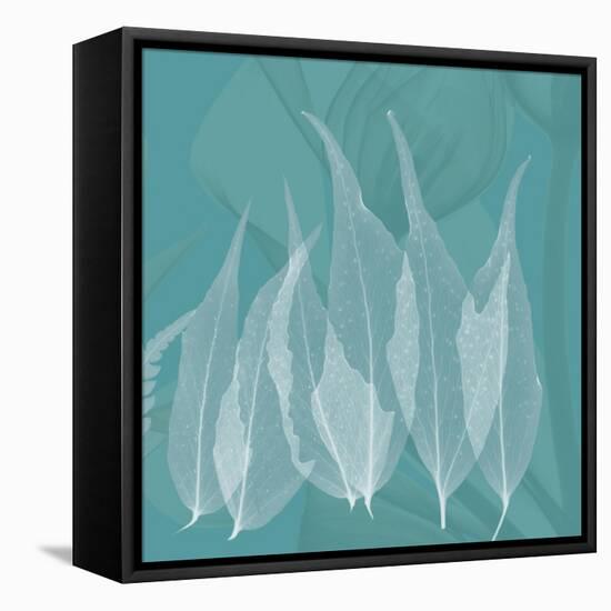 Teal Leaf Xray-Albert Koetsier-Framed Stretched Canvas