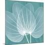 Teal Orchid Xray-Albert Koetsier-Mounted Art Print