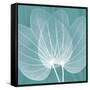 Teal Orchid Xray-Albert Koetsier-Framed Stretched Canvas