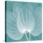 Teal Orchid Xray-Albert Koetsier-Stretched Canvas