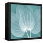 Teal Orchid Xray-Albert Koetsier-Framed Stretched Canvas