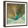 Teal Peacock on Gold-Danhui Nai-Framed Art Print