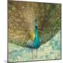 Teal Peacock on Gold-Danhui Nai-Mounted Art Print