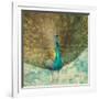 Teal Peacock on Gold-Danhui Nai-Framed Art Print