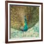 Teal Peacock on Gold-Danhui Nai-Framed Art Print