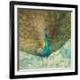 Teal Peacock on Gold-Danhui Nai-Framed Art Print