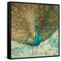 Teal Peacock on Gold-Danhui Nai-Framed Stretched Canvas