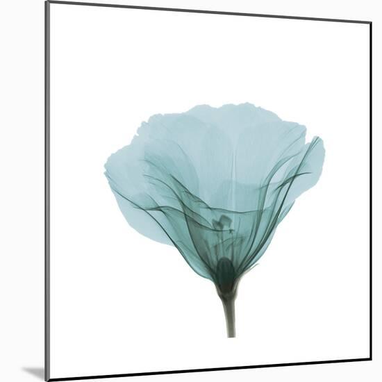 Teal Poppy in Lace-null-Mounted Photographic Print