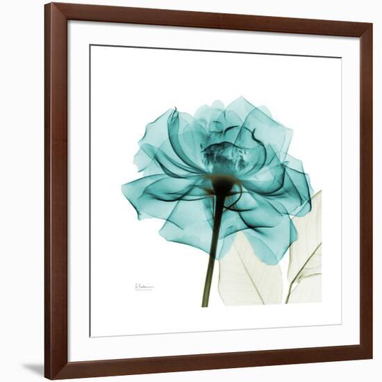 Teal Rose-Albert Koetsier-Framed Premium Giclee Print