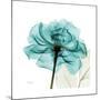 Teal Rose-Albert Koetsier-Mounted Premium Giclee Print