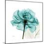 Teal Rose-Albert Koetsier-Mounted Premium Giclee Print