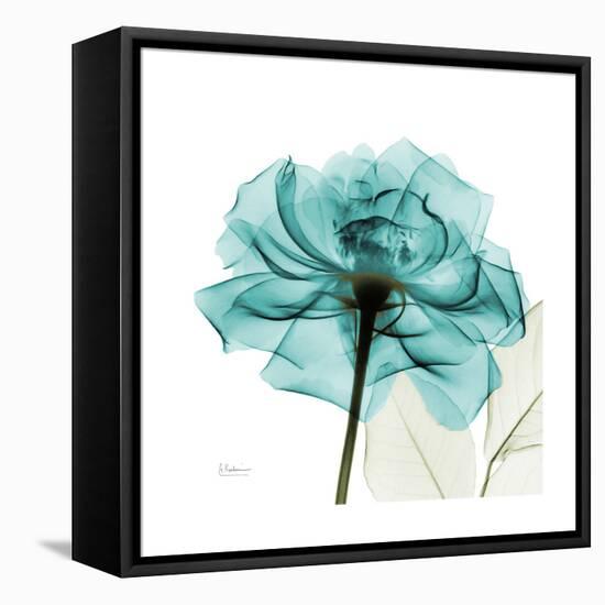 Teal Rose-Albert Koetsier-Framed Stretched Canvas