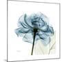 Teal Rose-Albert Koetsier-Mounted Photographic Print