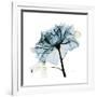 Teal Rose-Albert Koetsier-Framed Photographic Print