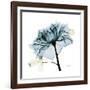 Teal Rose-Albert Koetsier-Framed Photographic Print