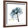 Teal Rose-Albert Koetsier-Framed Photographic Print