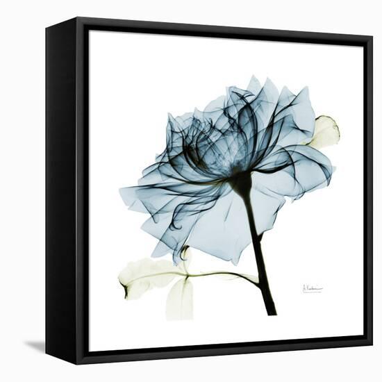 Teal Rose-Albert Koetsier-Framed Stretched Canvas