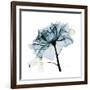 Teal Rose-Albert Koetsier-Framed Photographic Print