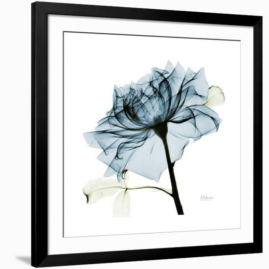 Teal Rose-Albert Koetsier-Framed Photographic Print