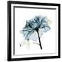 Teal Rose-Albert Koetsier-Framed Photographic Print