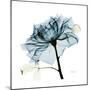 Teal Rose-Albert Koetsier-Mounted Premium Photographic Print