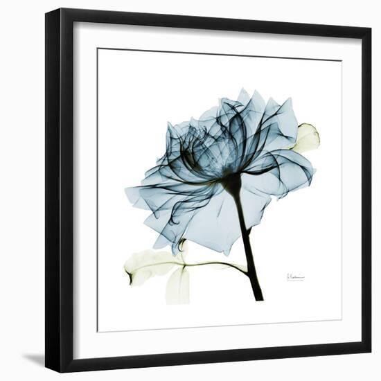 Teal Rose-Albert Koetsier-Framed Photographic Print