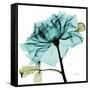 Teal Rose-Albert Koetsier-Framed Stretched Canvas