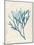 Teal Seaweed III-Grace Popp-Mounted Art Print